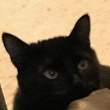 a close up of a black cat with green eyes looking at the camera