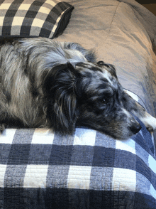 a dog is laying on a bed with a checkered blanket