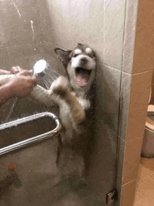 a husky dog is taking a shower in a bathroom while standing on its hind legs .