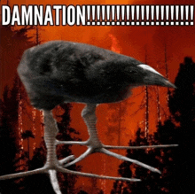 a picture of a bird with the word damnation written on it