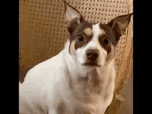 a small brown and white dog is sitting on a chair looking at the camera .