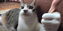 a gray and white cat is giving a thumbs up sign .