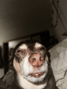 a close up of a dog 's face with its eyes closed and mouth open