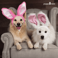 two dogs wearing pink and white bunny ears are sitting in a chair with puppy tales written on the bottom