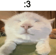 a close up of a white cat with the number 3 below it