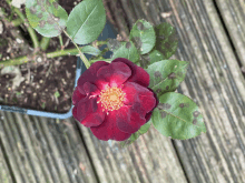 a close up of a red flower with yellow center