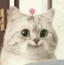 a cat with a flower on its head is smiling .