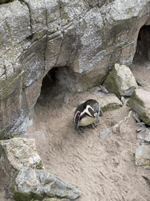 a penguin standing in the sand near a rock