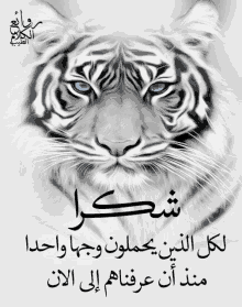 a picture of a white tiger with blue eyes and arabic writing