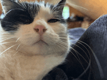 a close up of a black and white cat