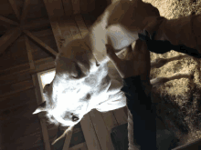 a person petting a horse in a barn