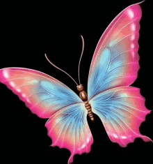 a butterfly with pink and blue wings is flying on a black background