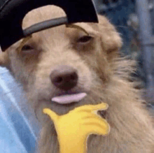 a dog wearing a hat and a yellow glove is holding a banana .