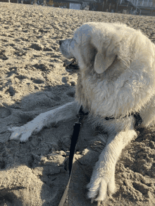 a white dog on a leash is laying on the sand