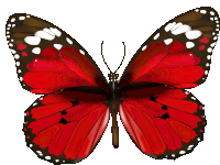 a red butterfly with white spots on its wings