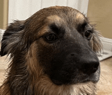 a brown and black dog is looking at the camera