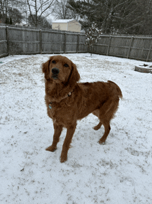 a dog is standing in the snow in front of a fence