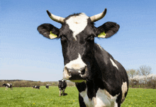 a black and white cow with a yellow tag on its ear stands in a grassy field