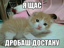 a kitten is laying on a white carpet with a caption in russian