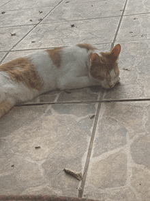 an orange and white cat laying on a tile floor