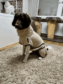 a small brown and white dog wearing a sweater is sitting on a rug