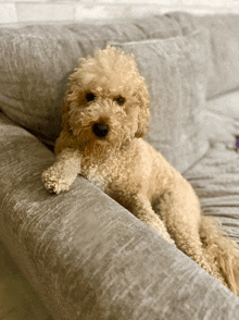 a small dog laying on a grey couch