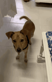 a small brown dog wearing a black collar is standing on a tiled floor