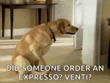 a dog is sitting in a doorway with the words did someone order an expresso venti