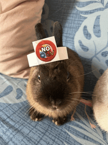 a small brown rabbit with a sticker on its head that says no clv