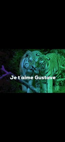 a couple of tigers standing next to each other with the words je t'aime gustave on the bottom