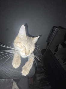 a cat is sleeping on a chair with its eyes closed