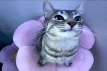 a cat sitting on top of a pink flower shaped pillow