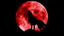 a wolf is howling at the moon in front of a red full moon .