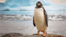 a penguin is standing on a rock near the water .