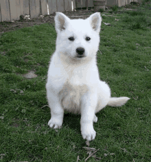 a small white puppy is sitting in the grass looking at the camera