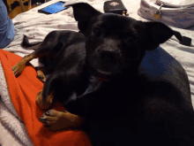 a black dog is laying on a bed with a wallet and a cell phone in the background