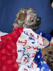 a dog laying under a red white and blue blanket with anchors