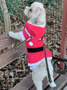 a small white dog wearing a santa suit stands on a bench