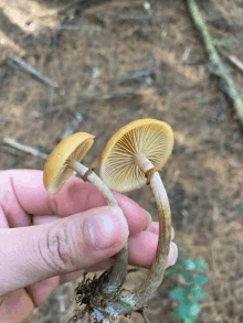 a person is holding two mushrooms in their hands .