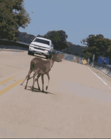 a couple of deer walking down a highway with a car behind them