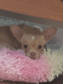 a small chihuahua dog laying on a pink and white pillow