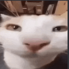 a close up of a white cat 's face with a pink nose .