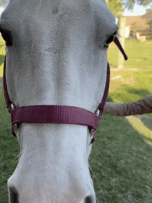 a close up of a horse 's face with a purple bridle on