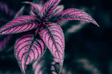 a close up of a purple leaf with a dark background