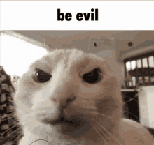 a close up of a cat 's face with a caption that says be evil .