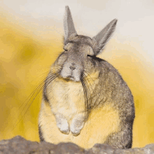 a rabbit with its eyes closed looks at the camera