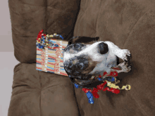 a dachshund laying on a couch next to a birthday present