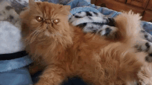 a fluffy orange cat is laying on a blanket