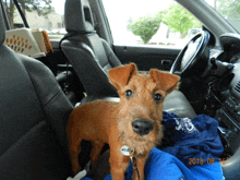 a small brown dog is sitting in the back seat of a car with the date of 2018.08.18