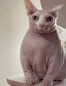 a hairless cat is sitting on a table with a yellow tag that says " hairless cat "